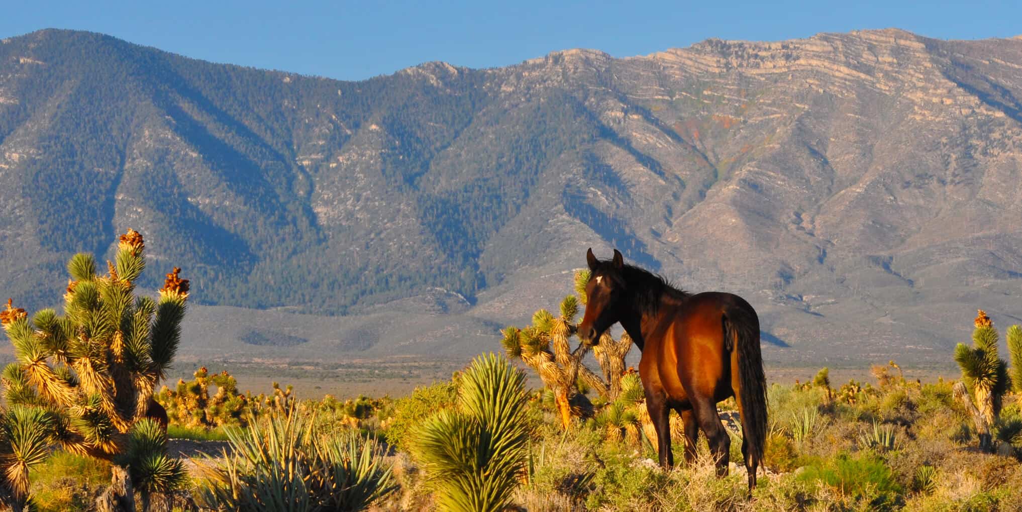Mt Charleston Wild Horses