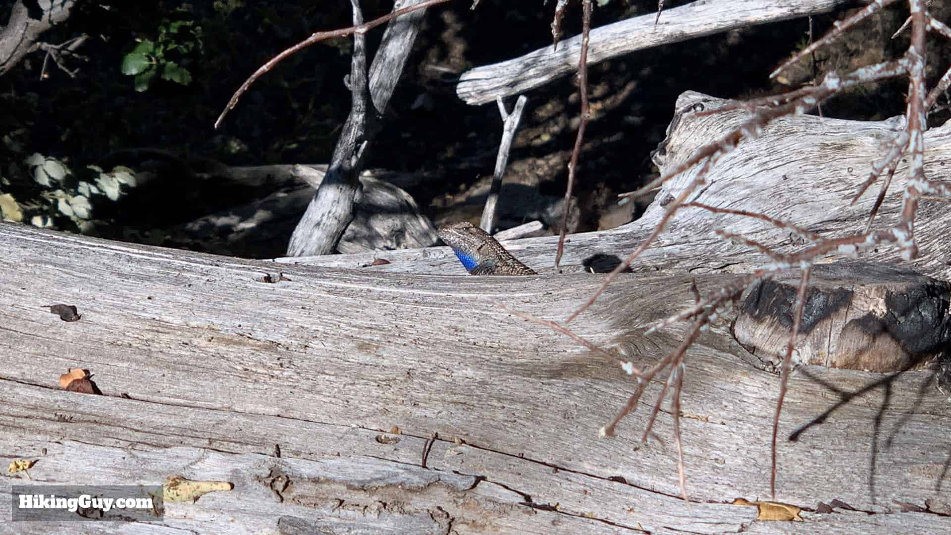 Mt Islip Hike From Crystal Lake 55