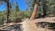 Mt San Jacinto Deer Springs Trail 16