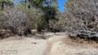 Mt San Jacinto Deer Springs Trail 8
