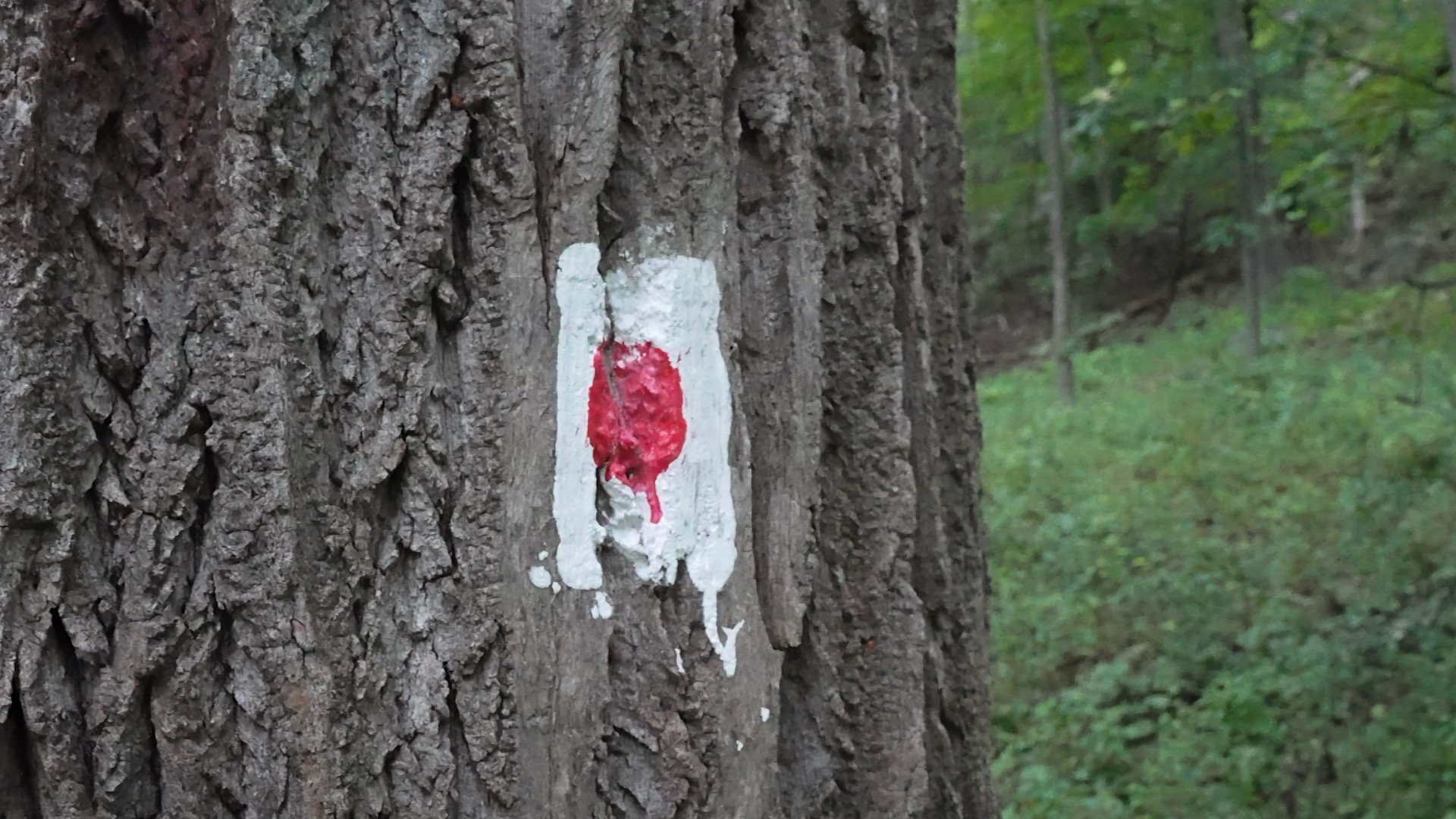 Mt Tammany Red Dot Marker