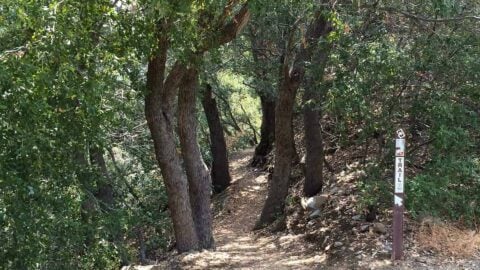 Mt Wilson Hike From Chantry Flat