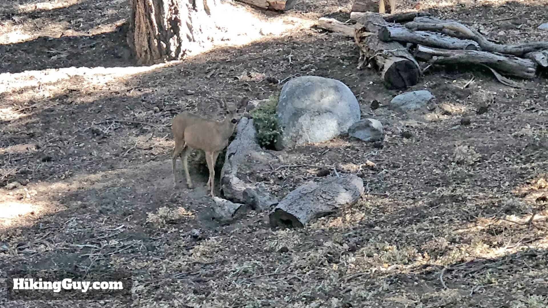 Mt Wilson Hike Updates 7