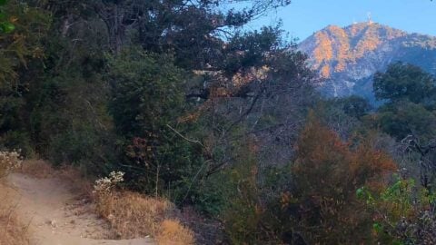 Mt Wilson Trail Hike