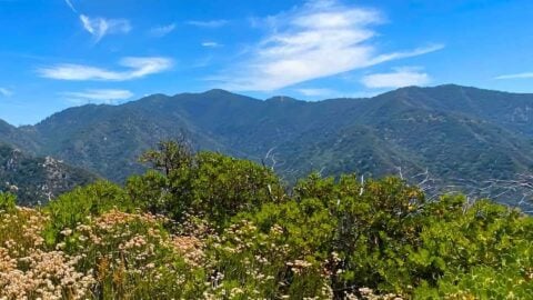 Mt Zion Loop Hike From Chantry Flat