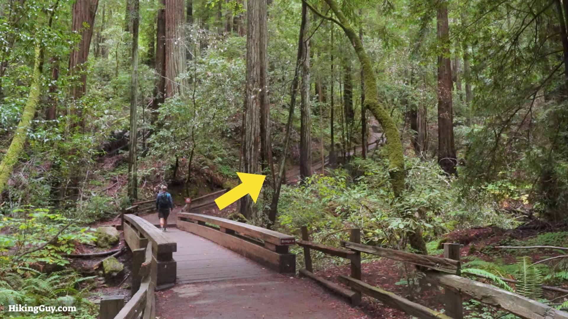 Muir Woods Main Trail Directions 11