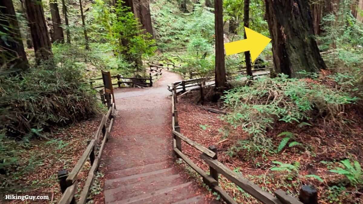 Muir Woods Main Trail Directions 14