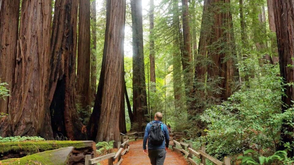 Muir Woods Main Trail Featured