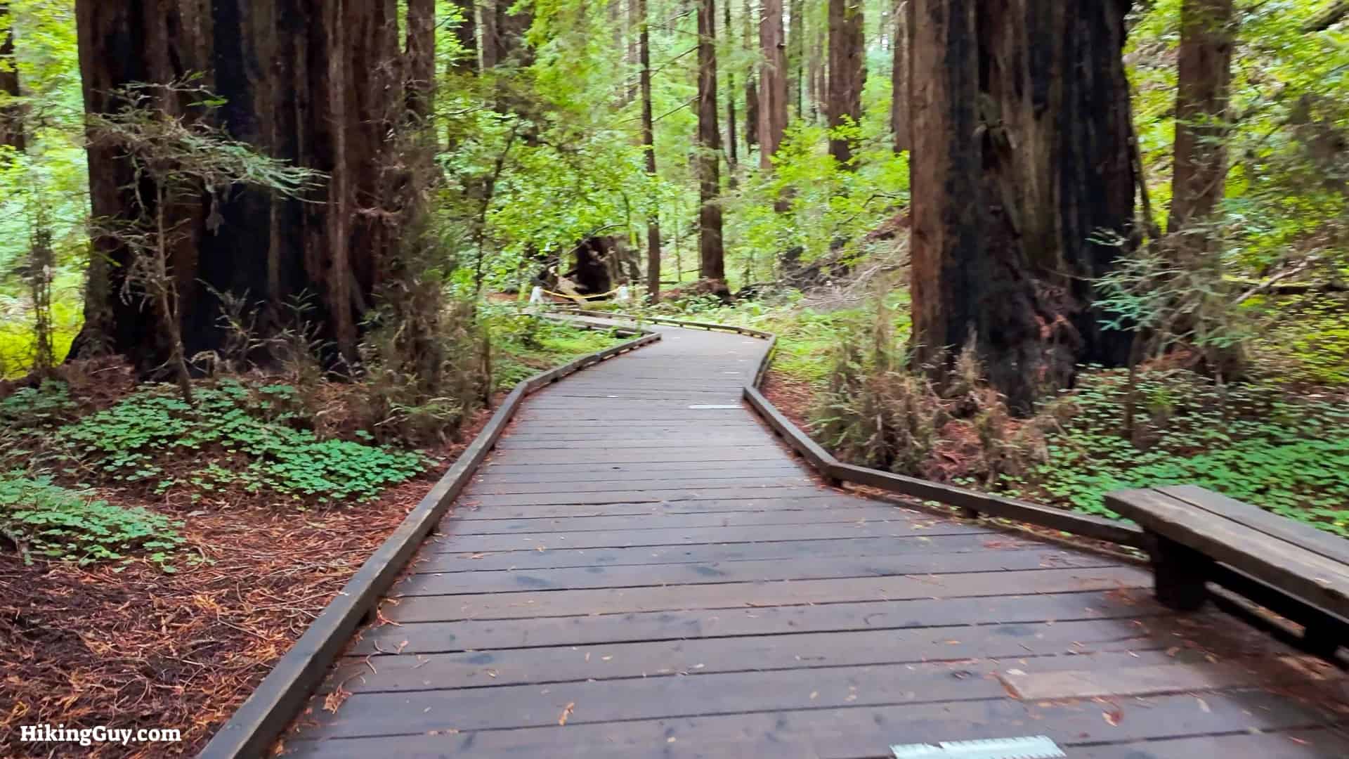 Muir Woods Main Trail Path