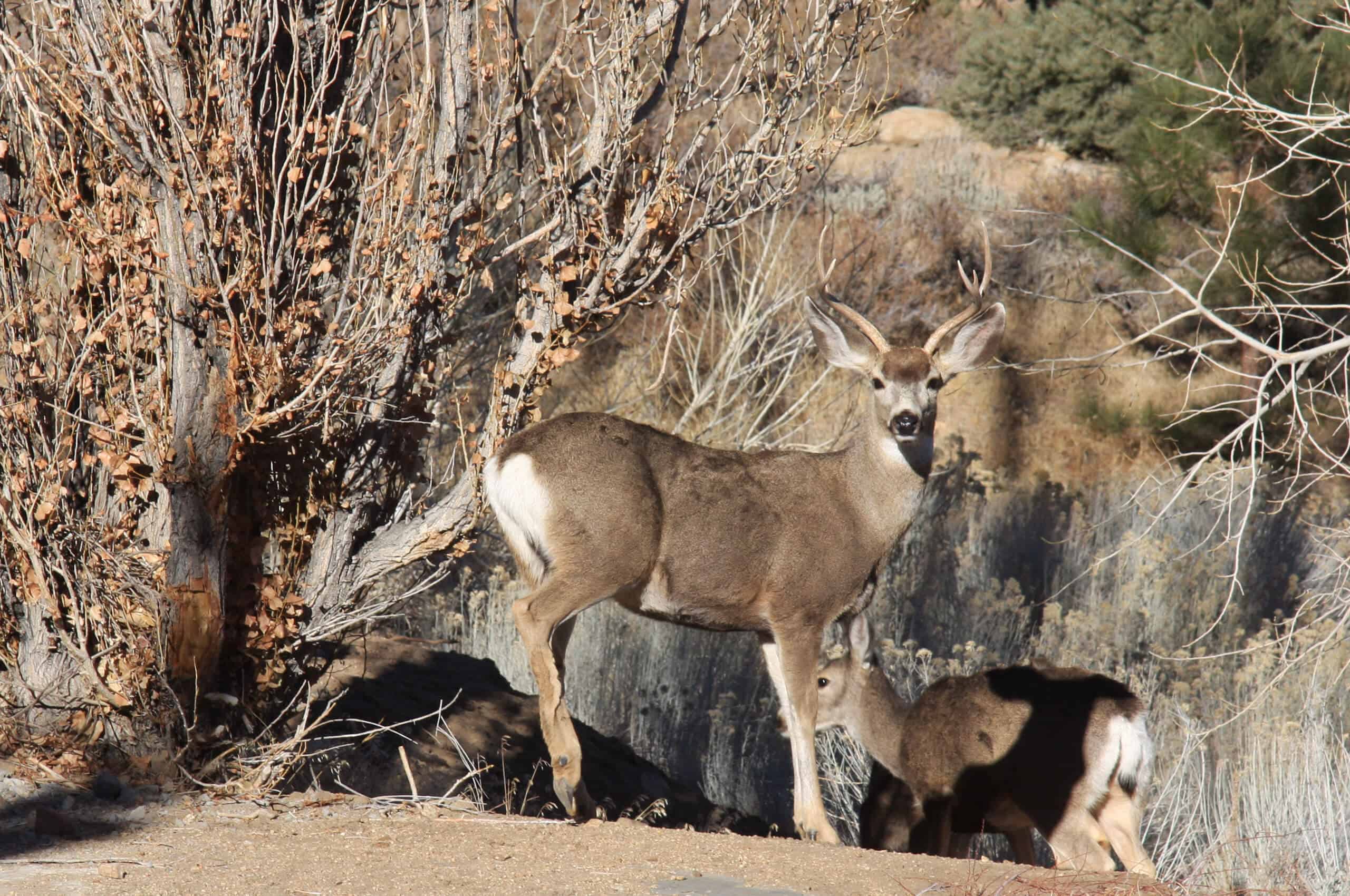 Mule Deer Red Rock Canyon