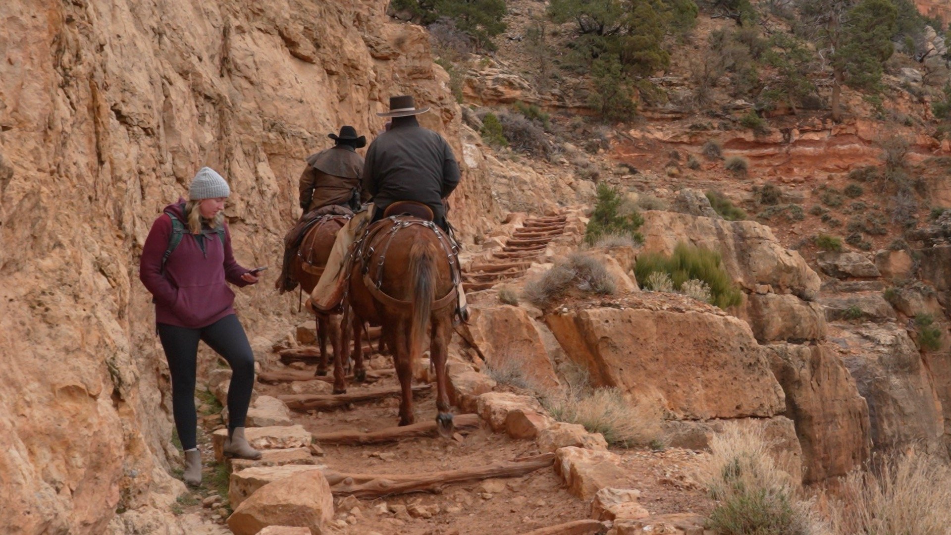 Mules On South Kaibab Trail