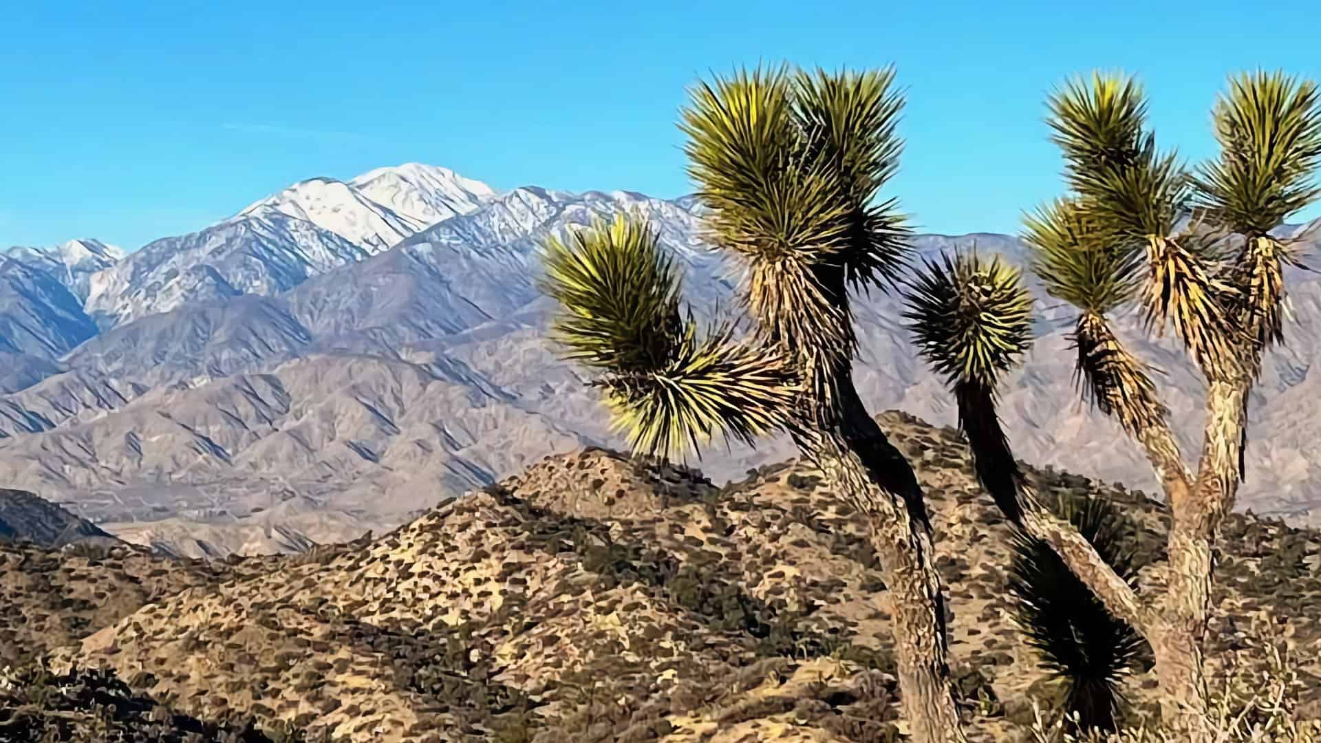 Panorama Loop and Warren Peak (Joshua Tree)