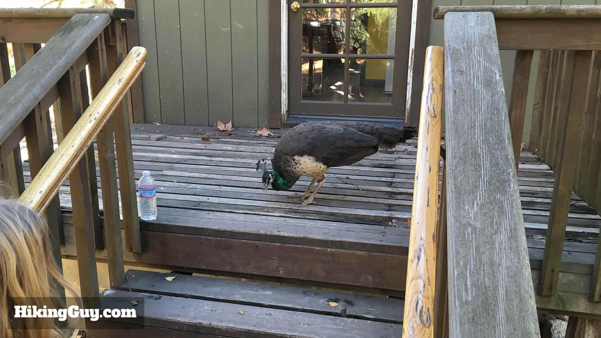 peacock on holy jim trail