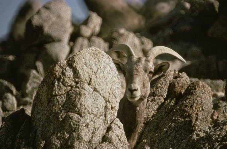 Pennisular Bighorn Sheep