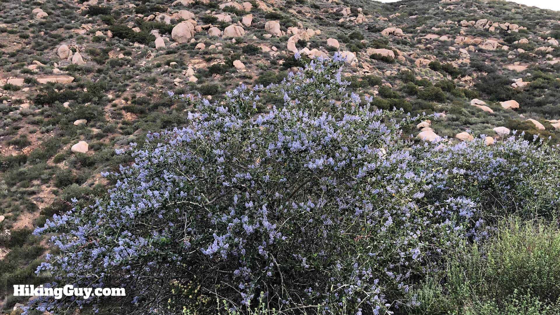 flower bush on Potato Chip Rock trail