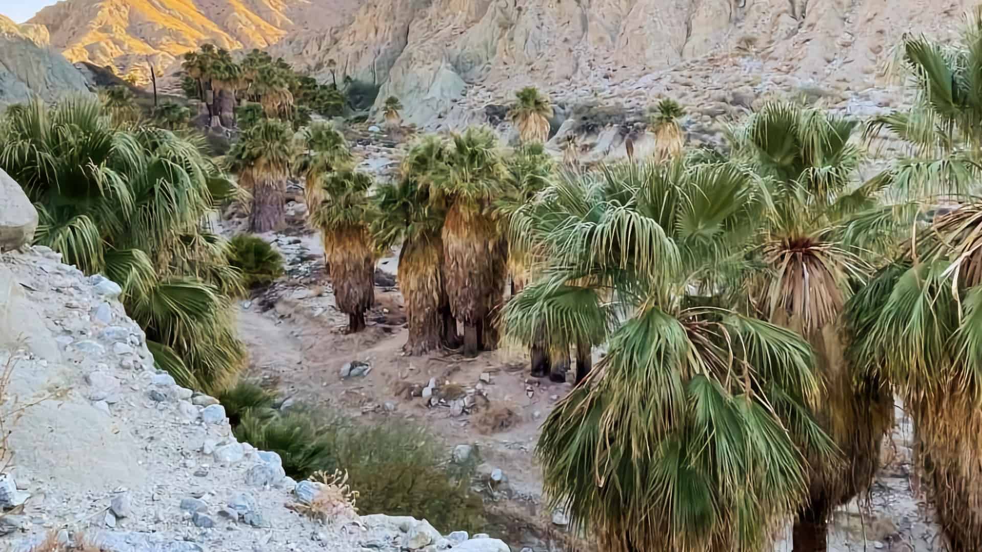 Pushawalla Palms Trail Loop