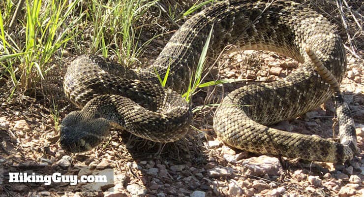 rattlesnake on trail
