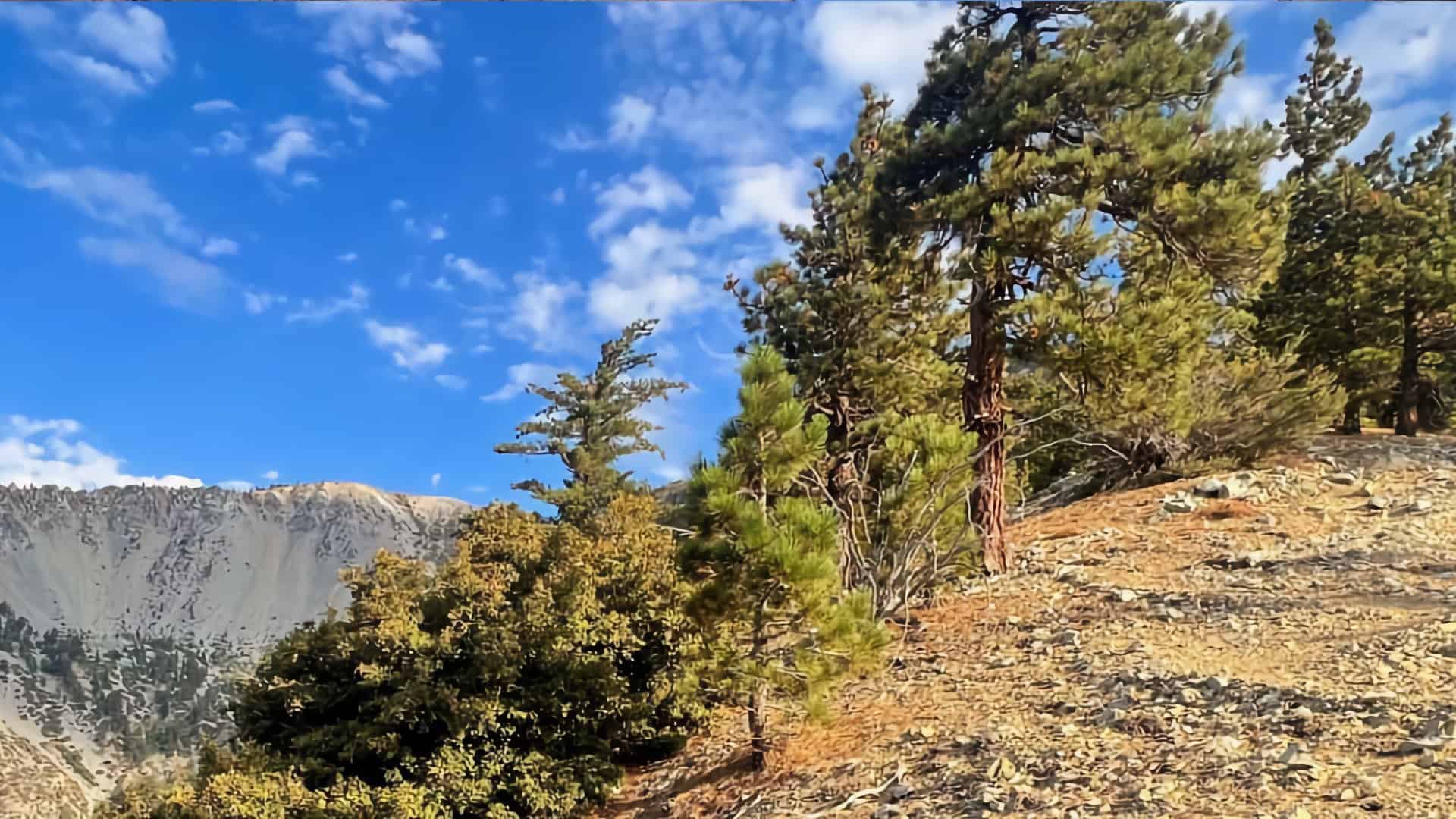 Register Ridge to Mount Hardwood & Baldy