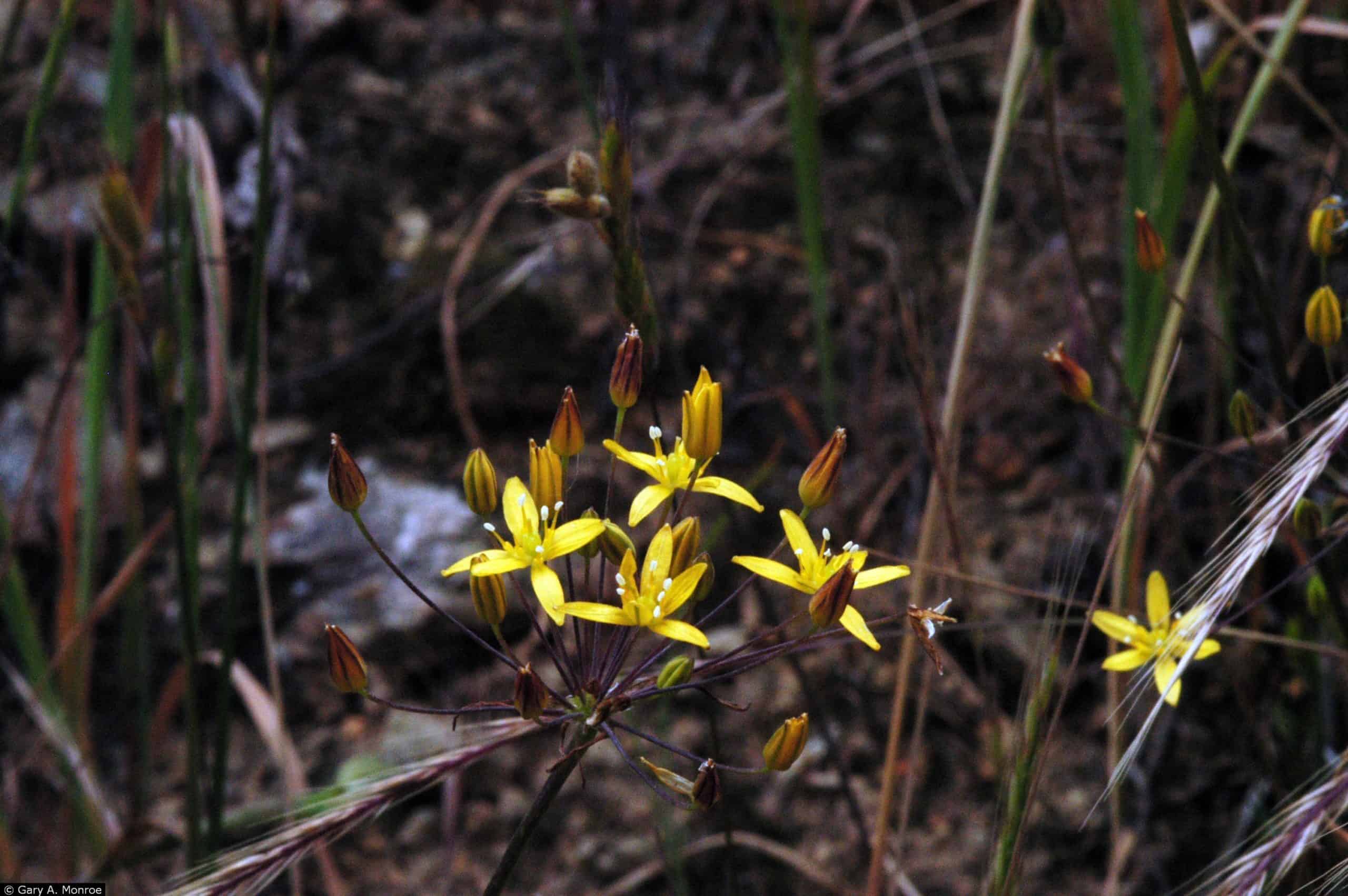 San Diego Golden Star