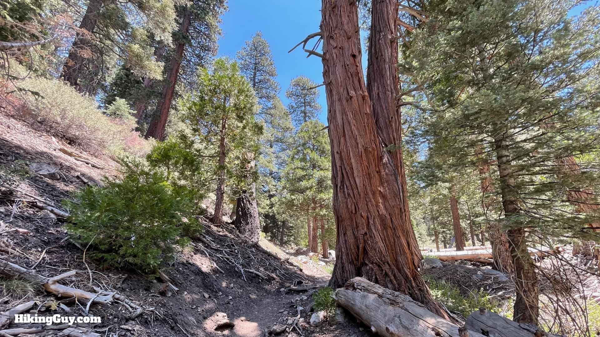 San Gorgonio Hike Vivian Creek Directions 24