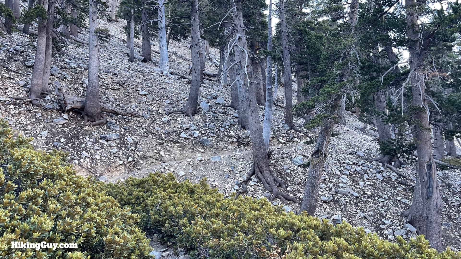 San Gorgonio Hike Vivian Creek Directions 36