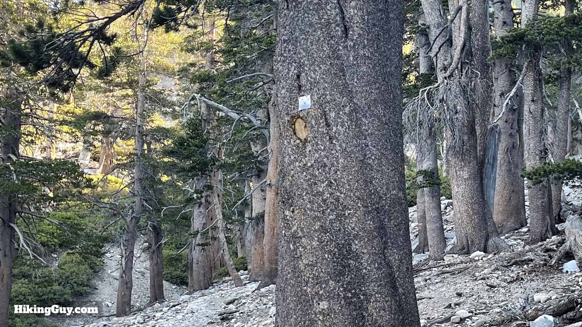 San Gorgonio Hike Vivian Creek Directions 37