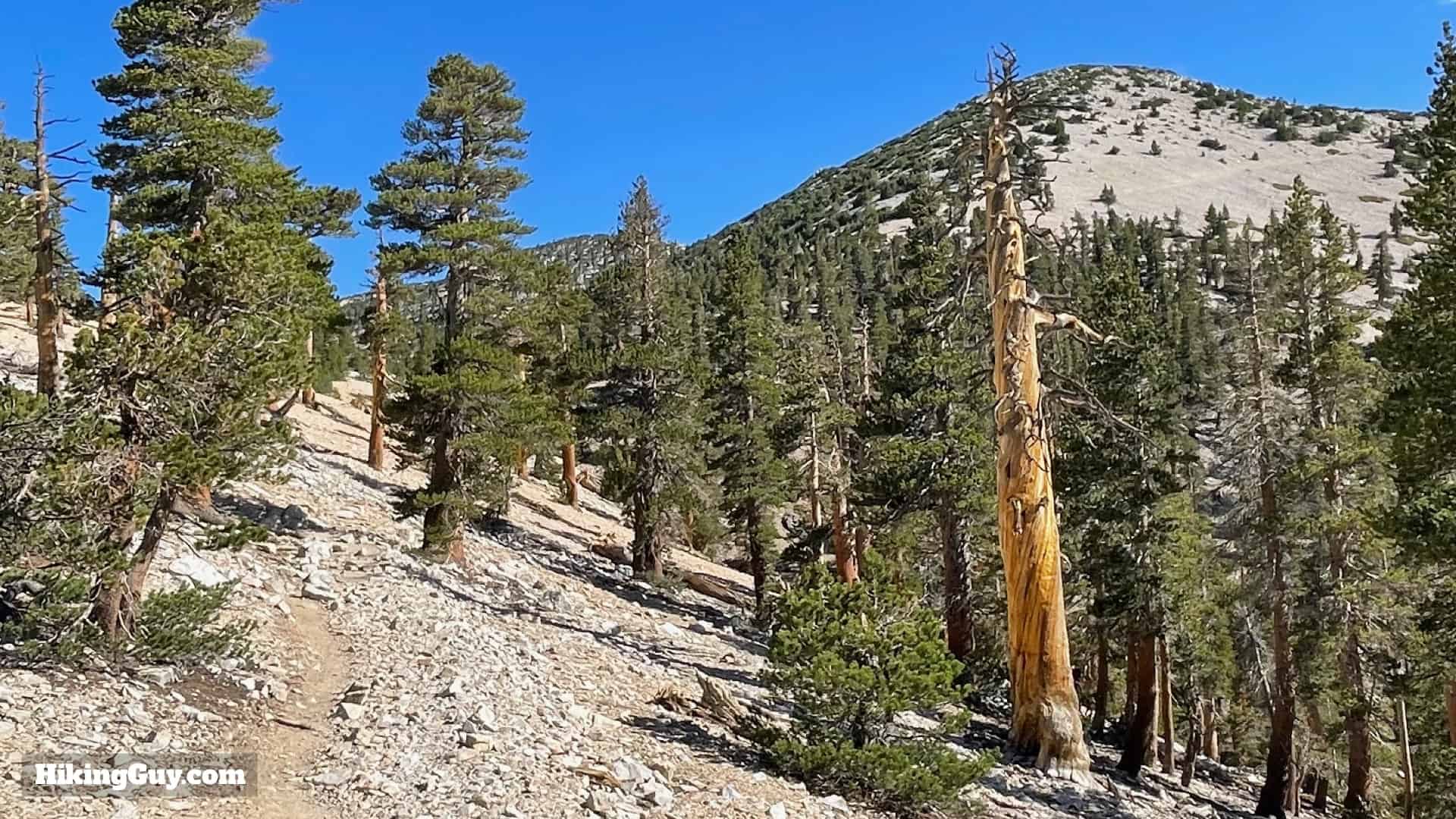 San Gorgonio Hike Vivian Creek Directions 42
