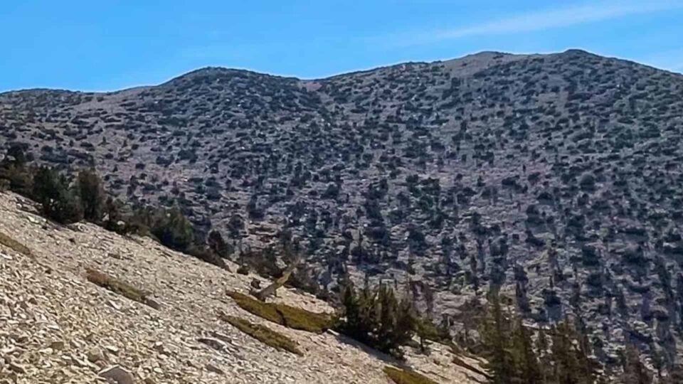 San Gorgonio Hike Vivian Creek Featured