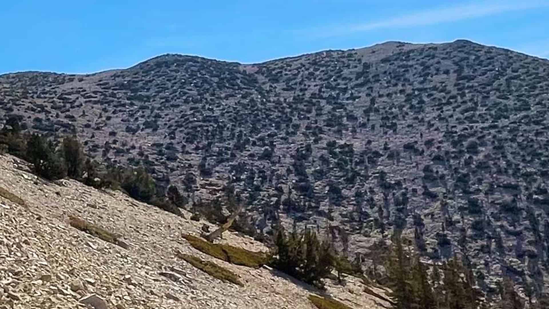 San Gorgonio Hike on the Vivian Creek Trail