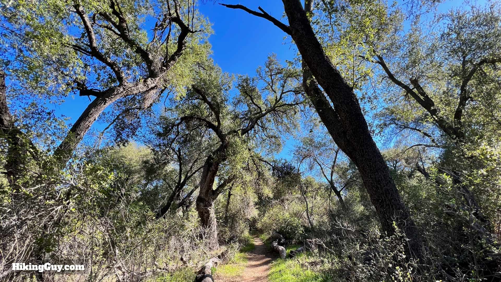 Sitton Peak Hike Update 16