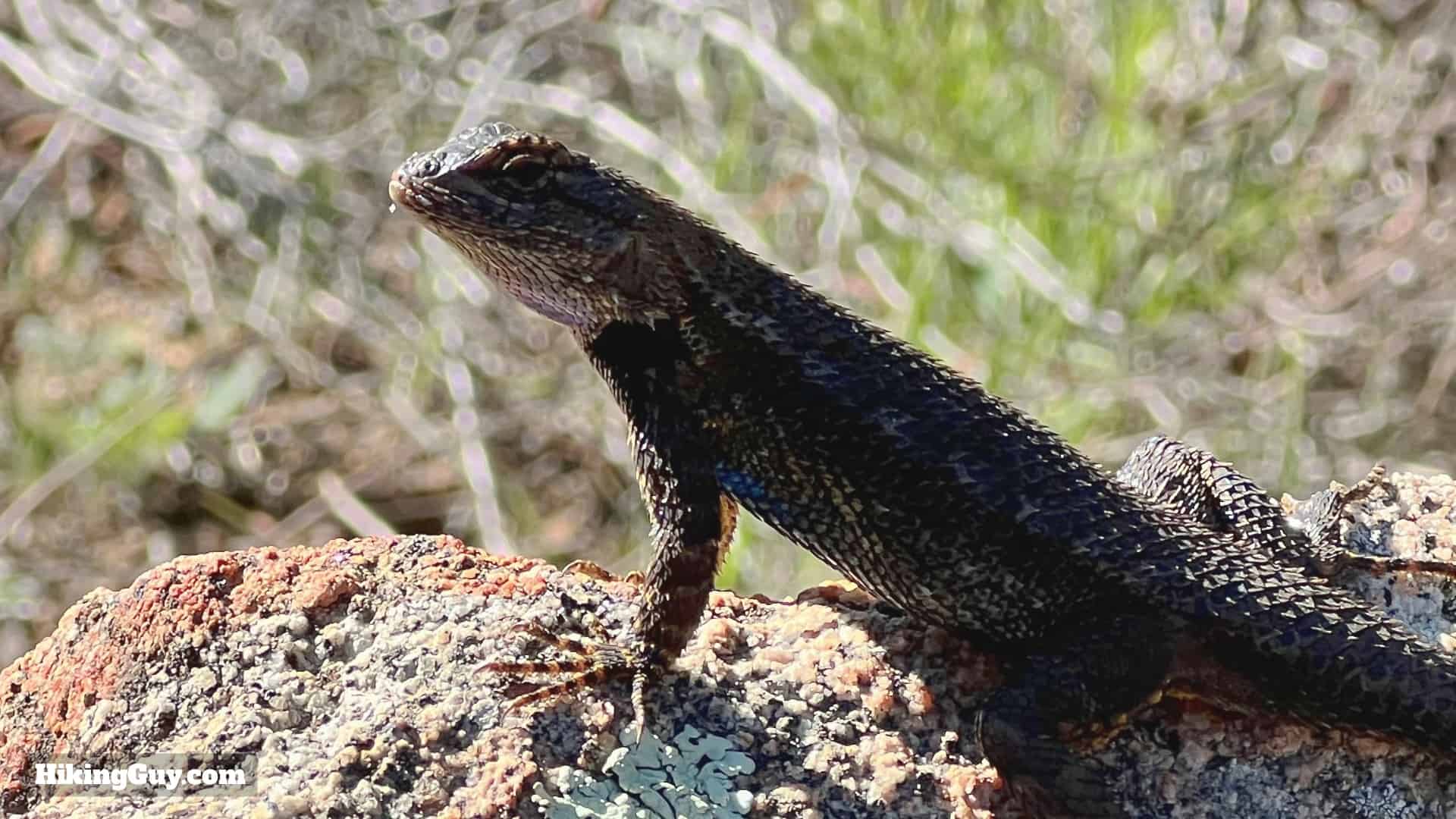 Sitton Peak Hike Update 2