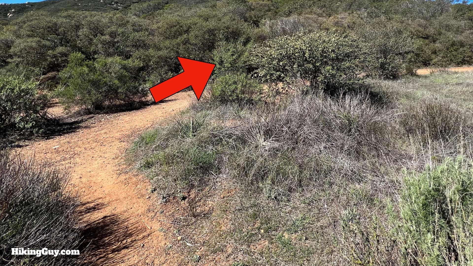 Sitton Peak Hike Update 30