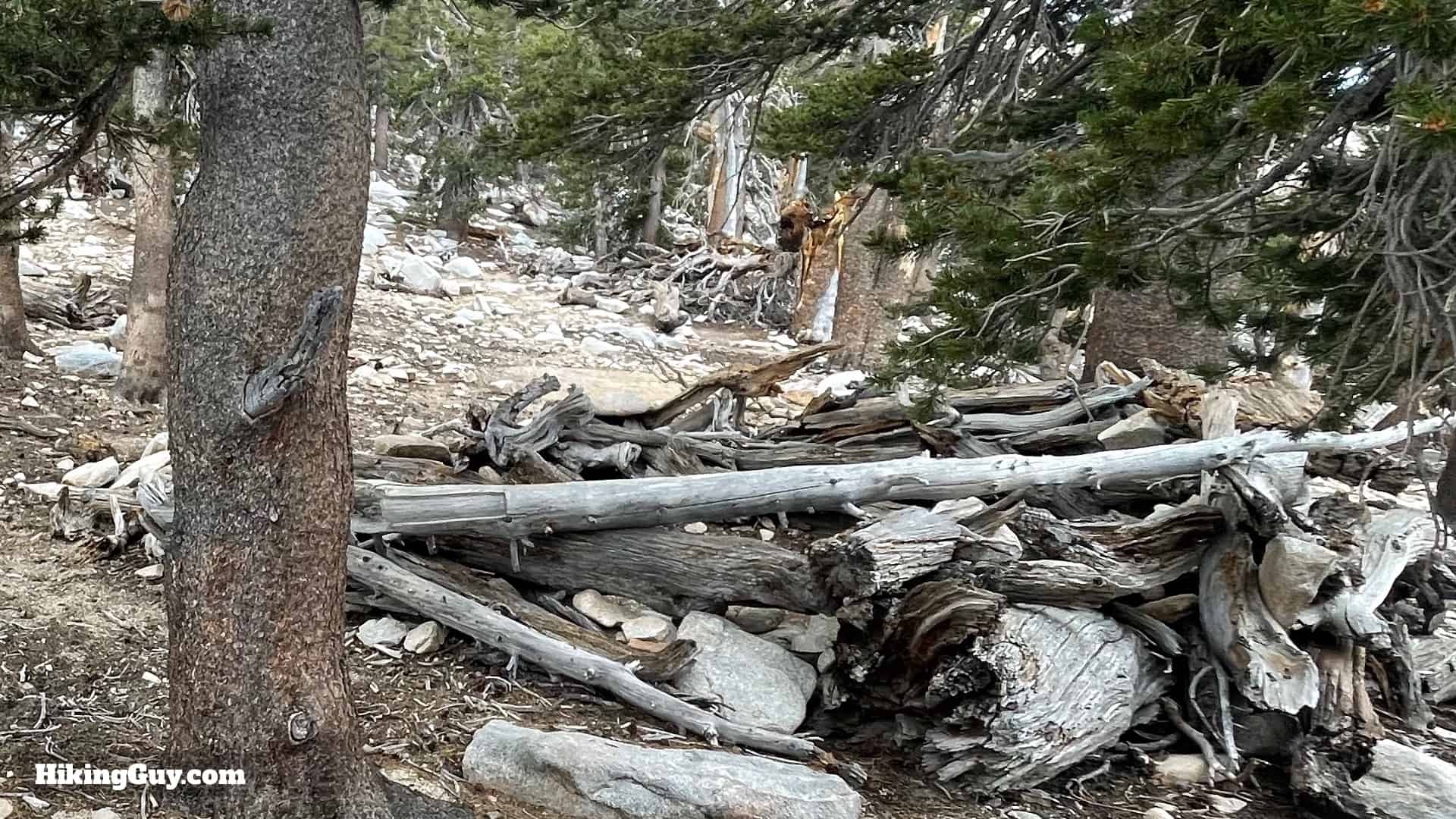 South Fork Trail Directions 39