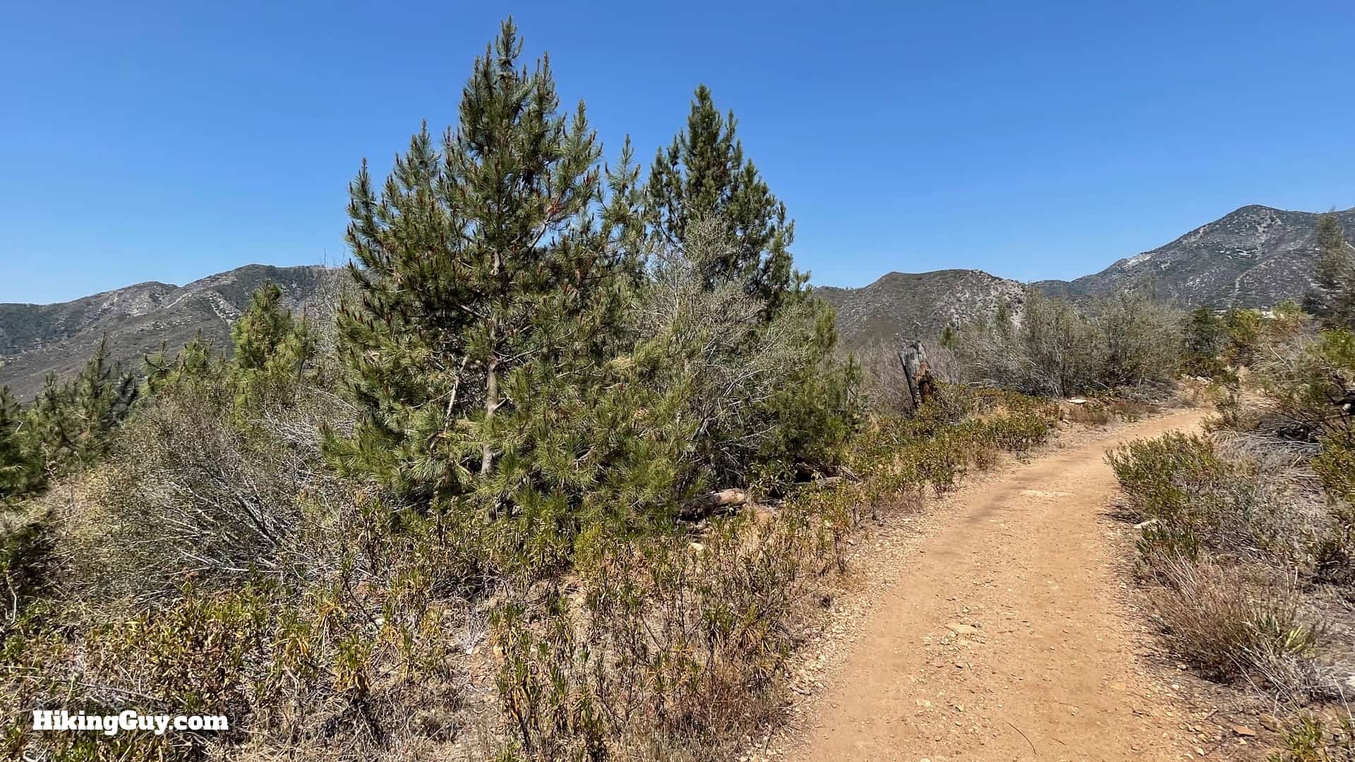 Stoddard Peak Fire Recovery