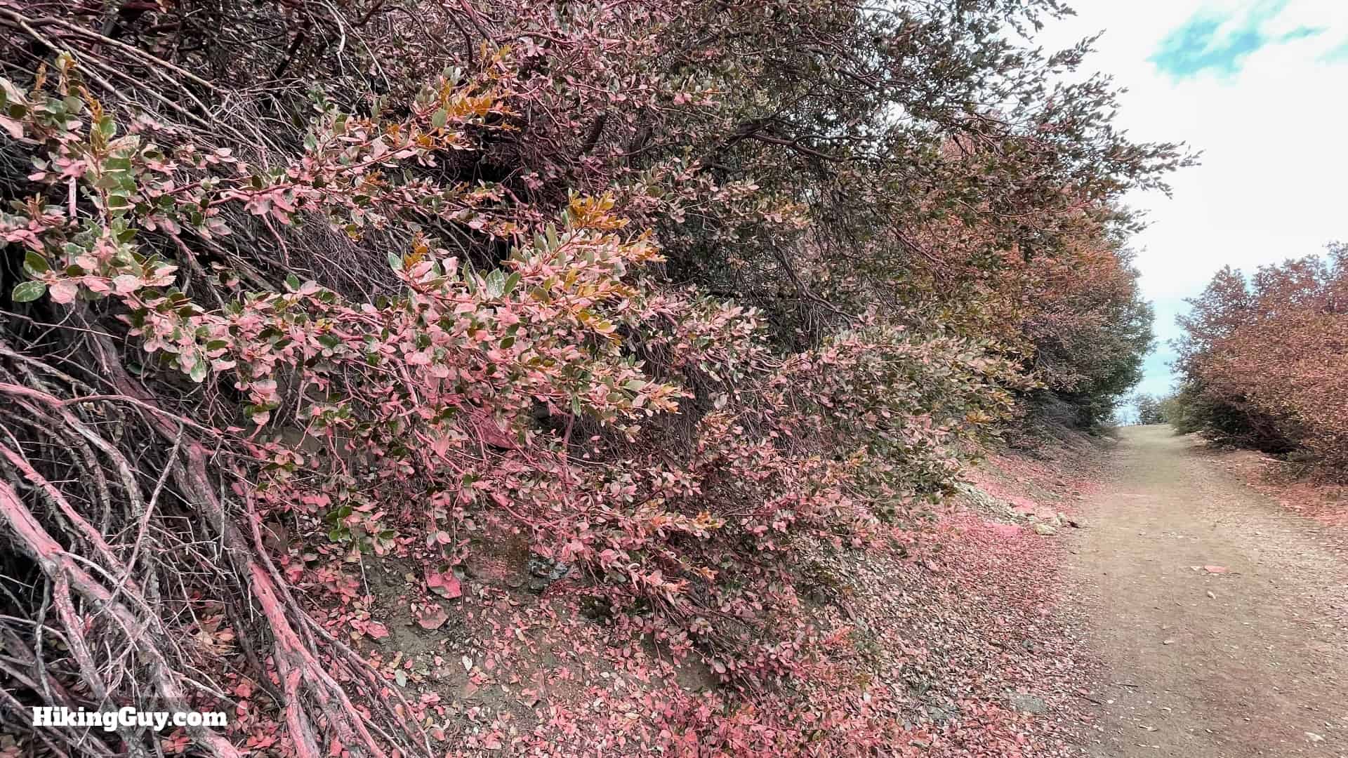 Sunset Peak Trail Directions 11