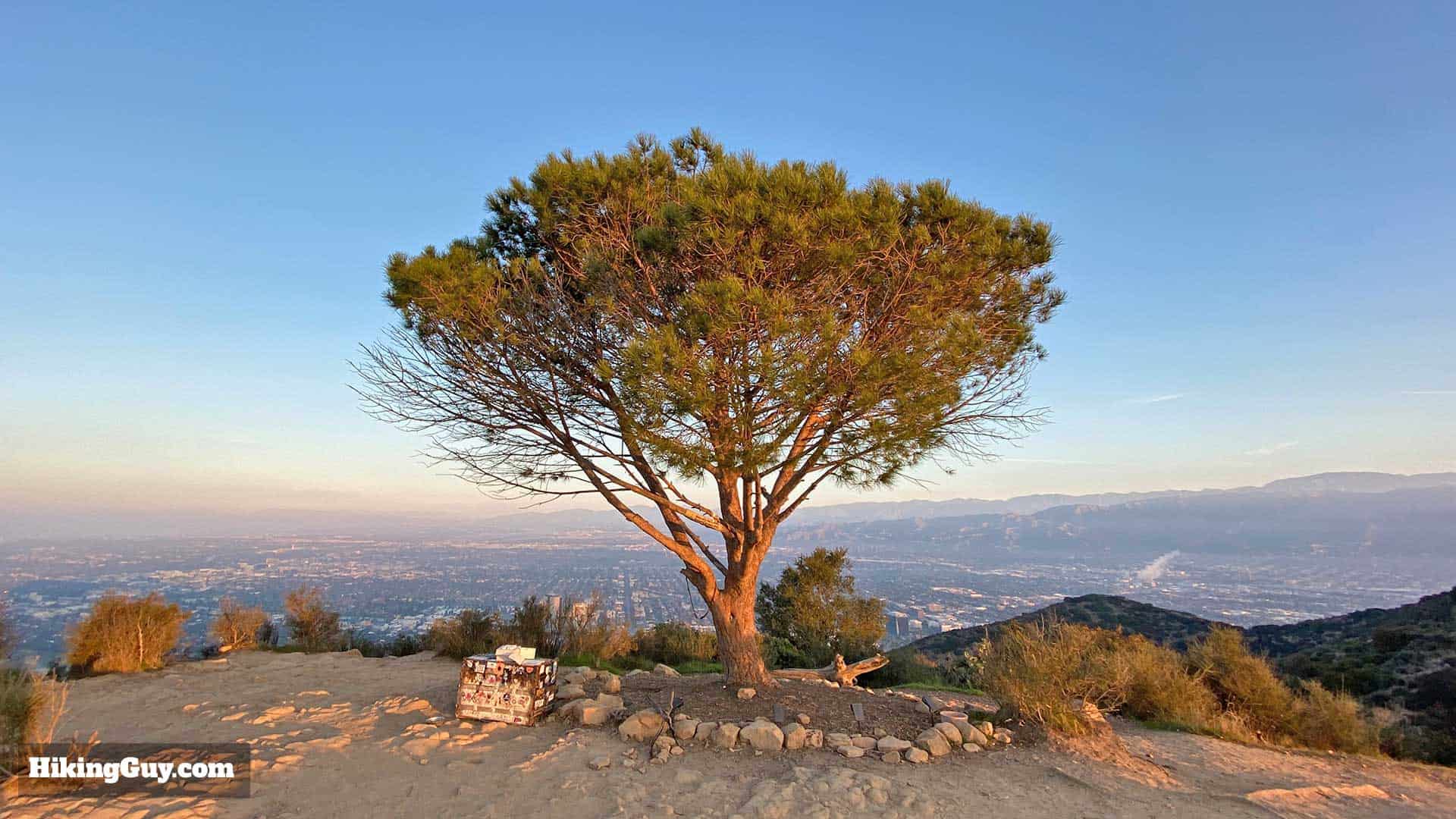 The Wisdom Tree