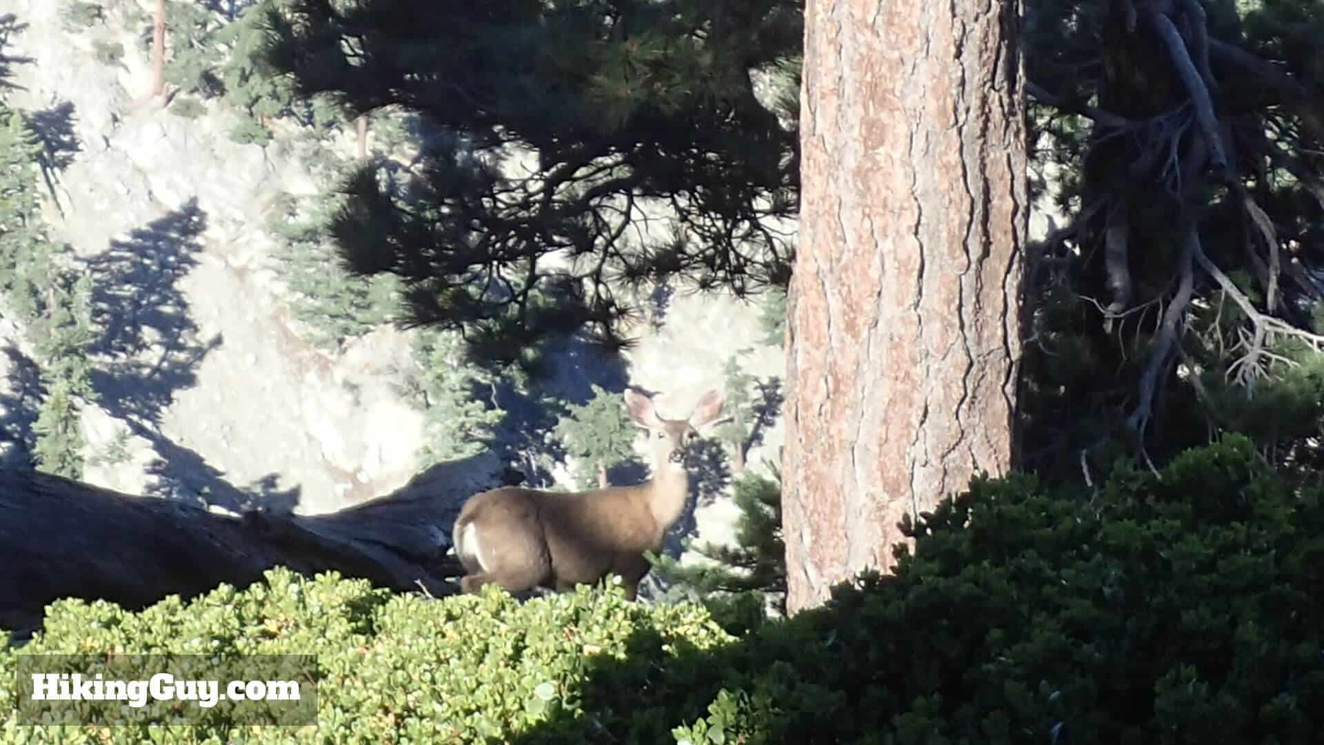 deer on Three T's Trail