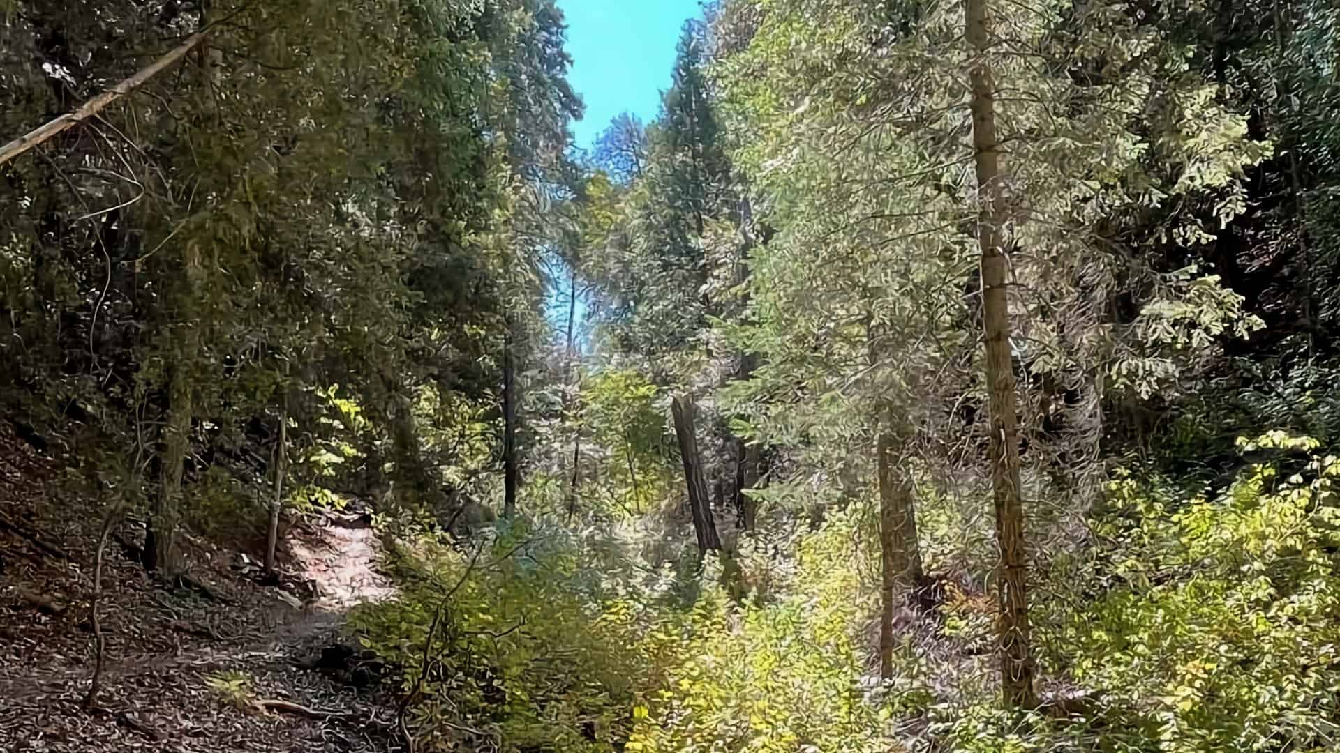 Thunder Spring Trail Loop
