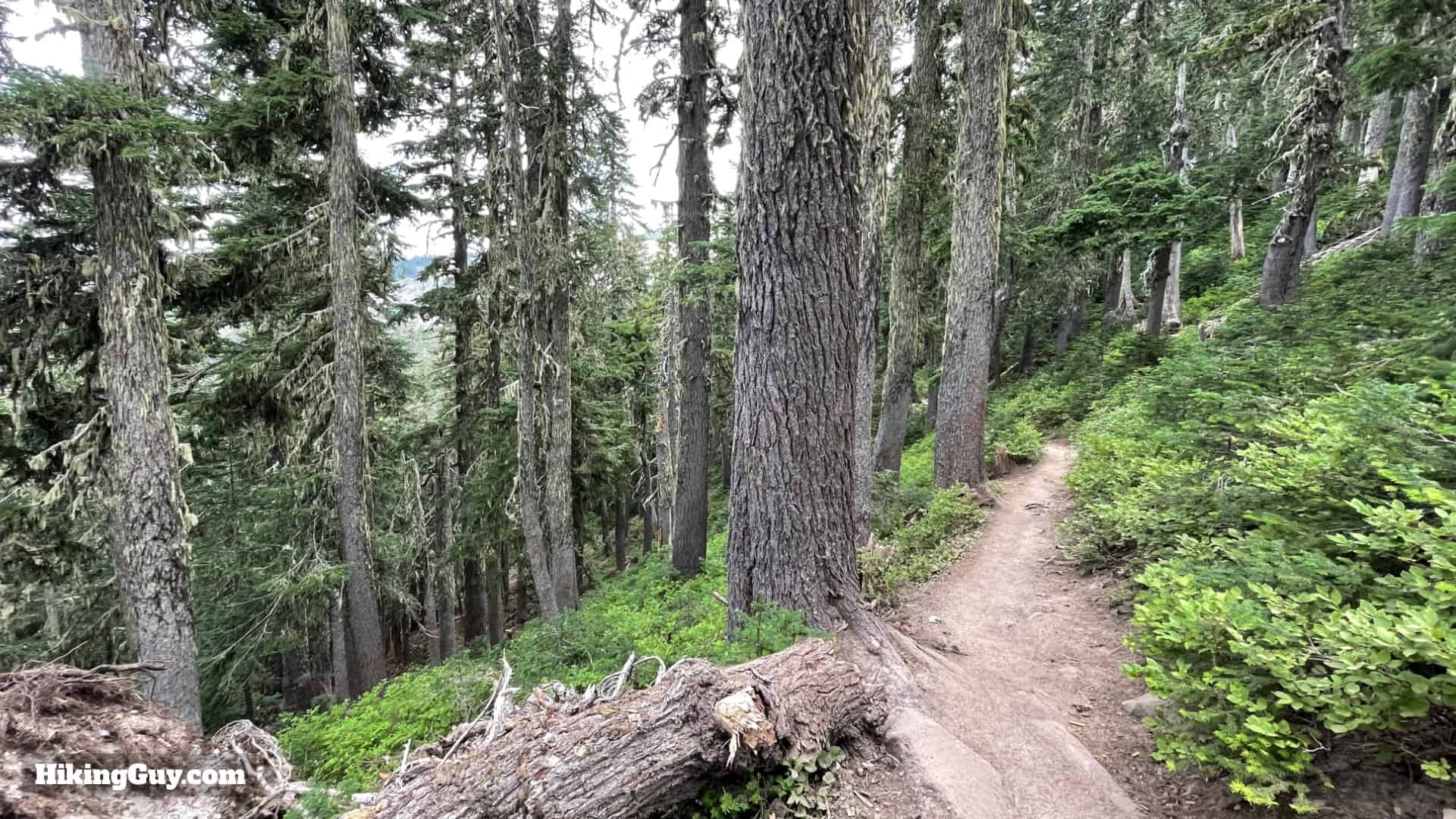 Timberline Trail Directions 20