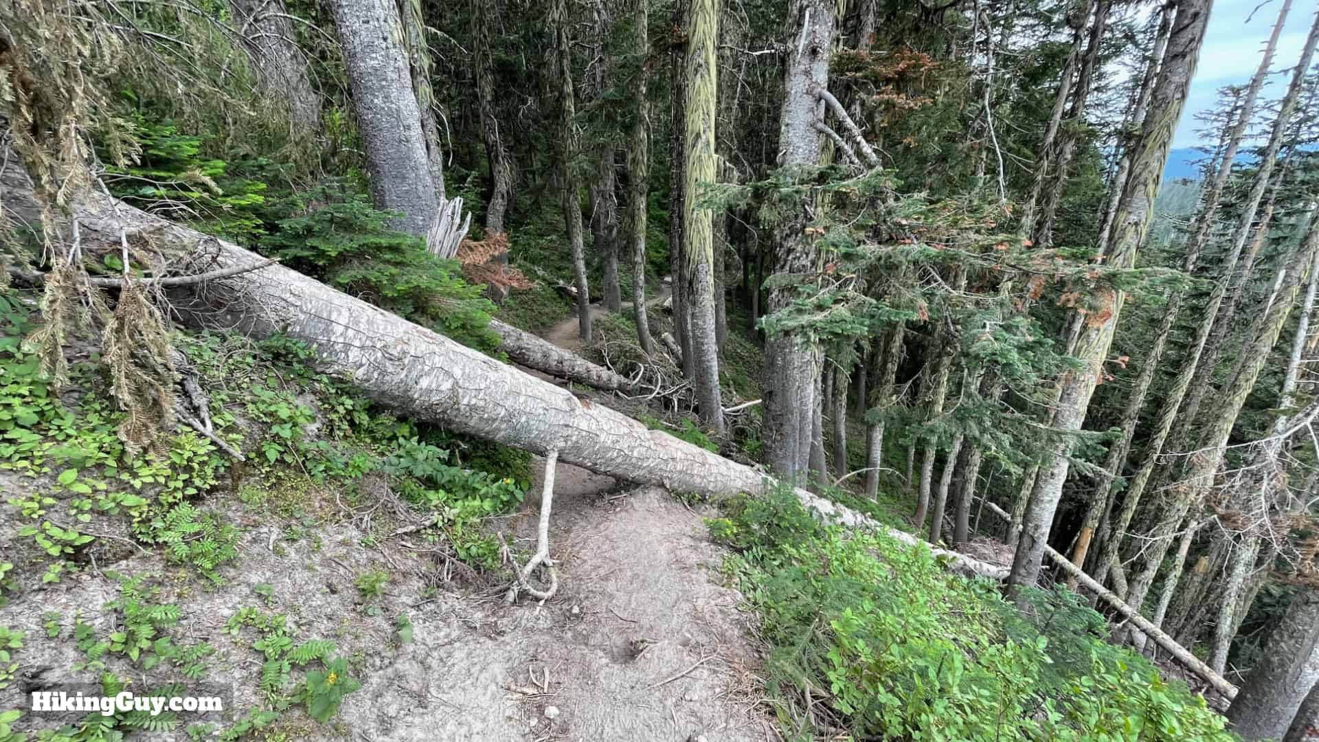 Timberline Trail Directions 24