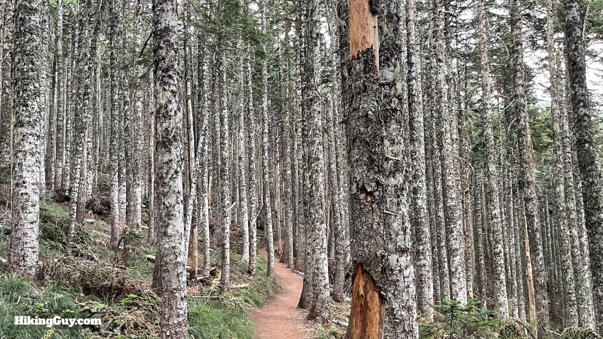 Timberline Trail Directions 66