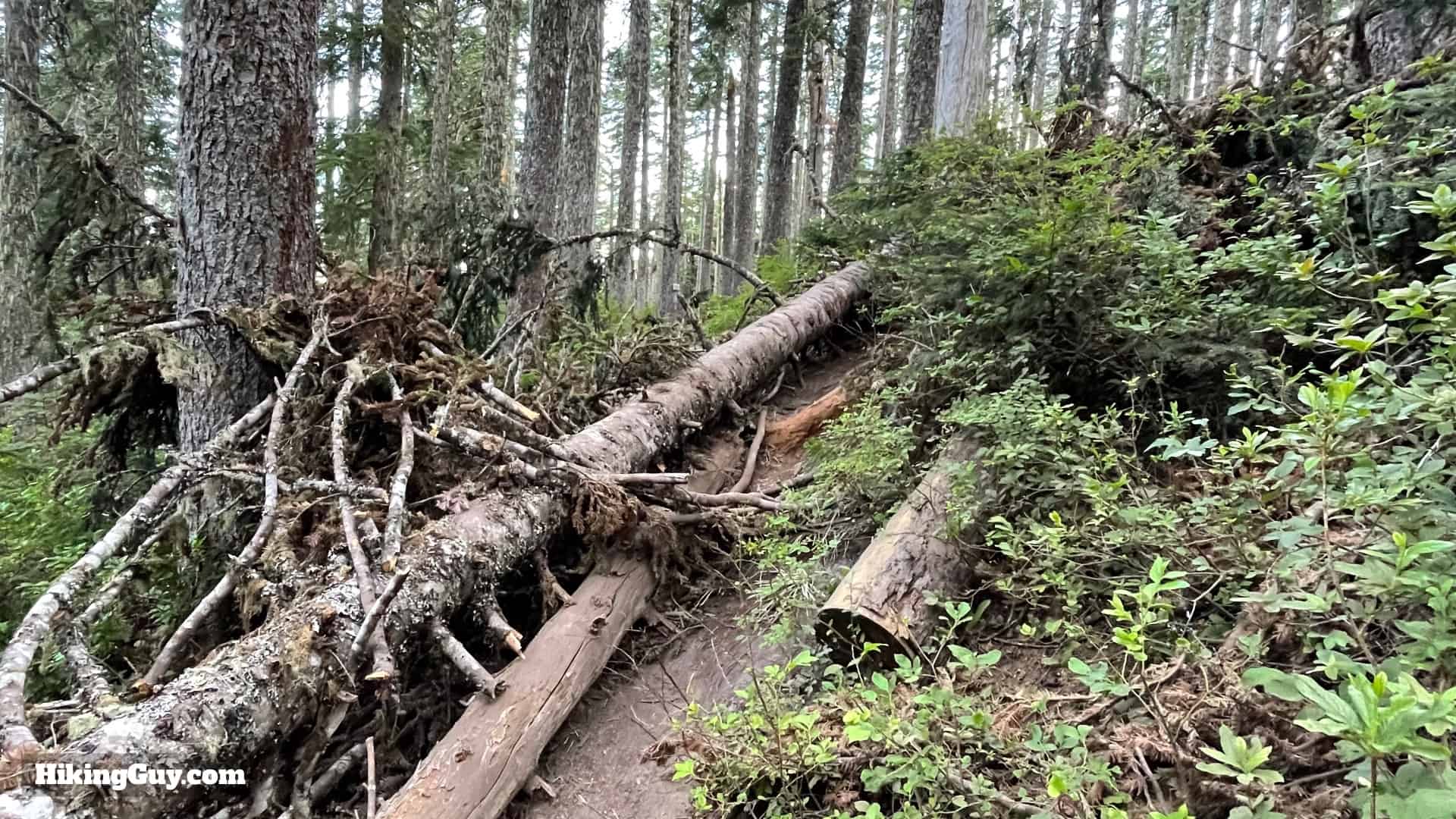 Timberline Trail Directions 74