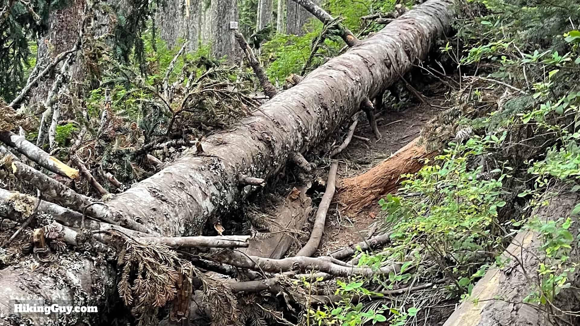 Timberline Trail Guide 12