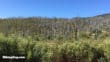trees on cuyamaca peak hike