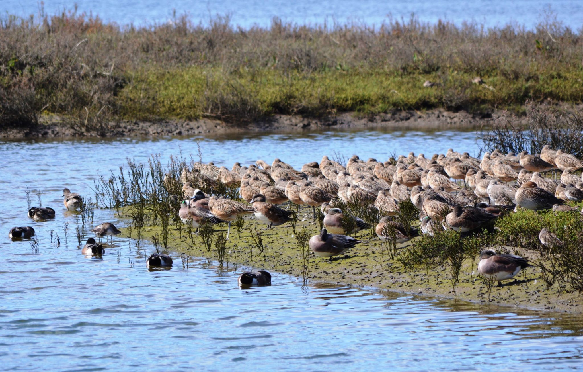 Upper Newport Bay Nature Preserve Hike - HikingGuy.com