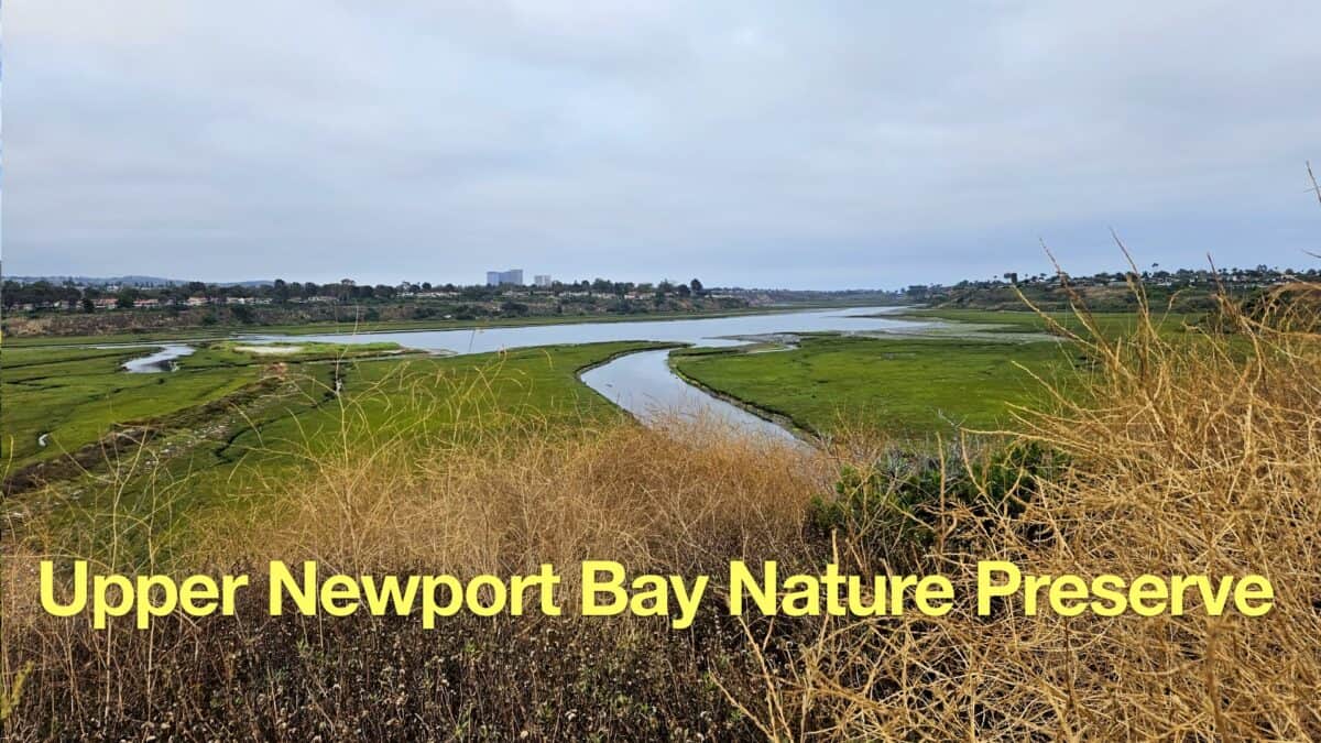 Upper Newport Bay Nature Preserve Hike