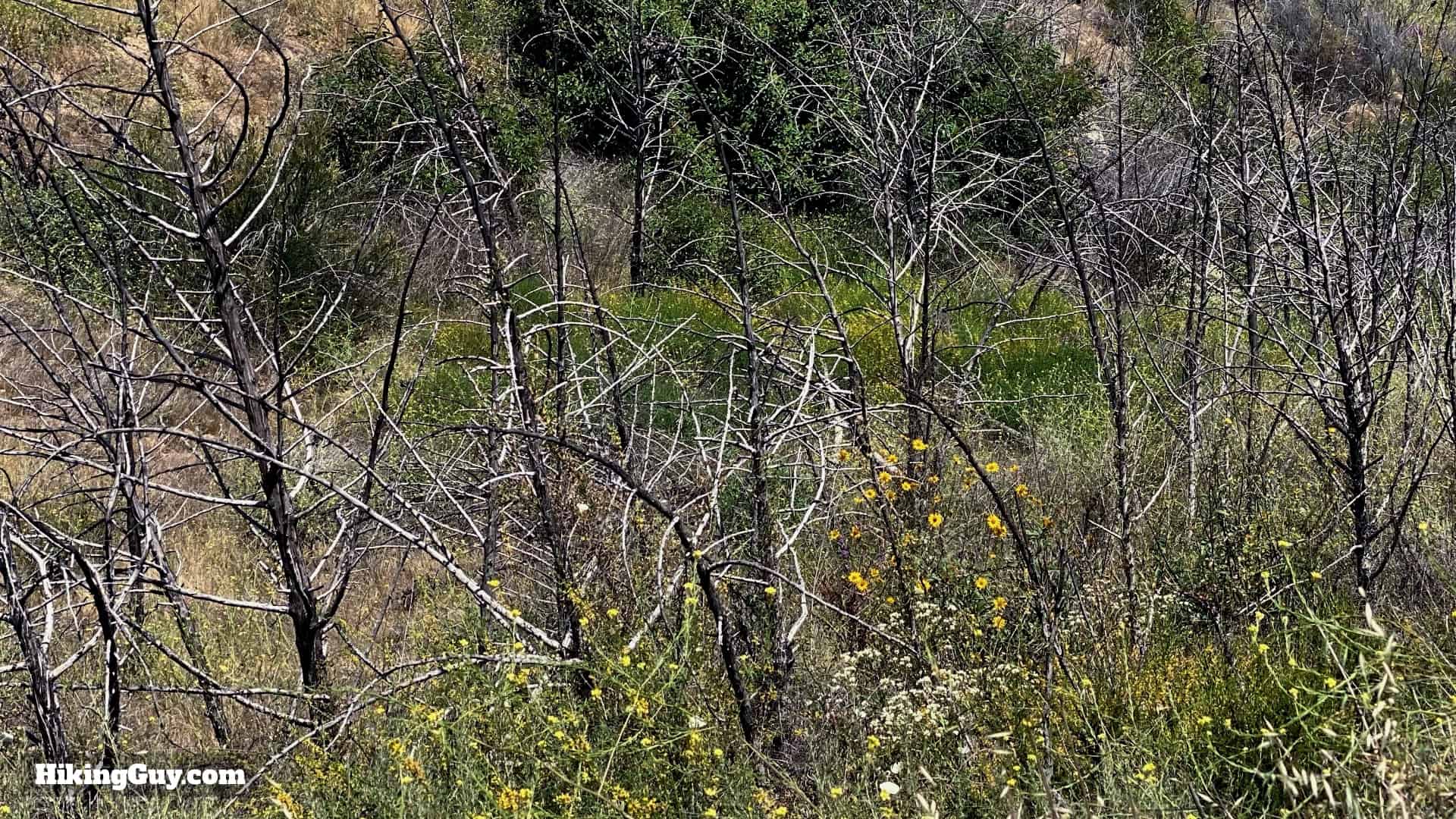 Vital Link Trail To Verdugo Peak Directions 27