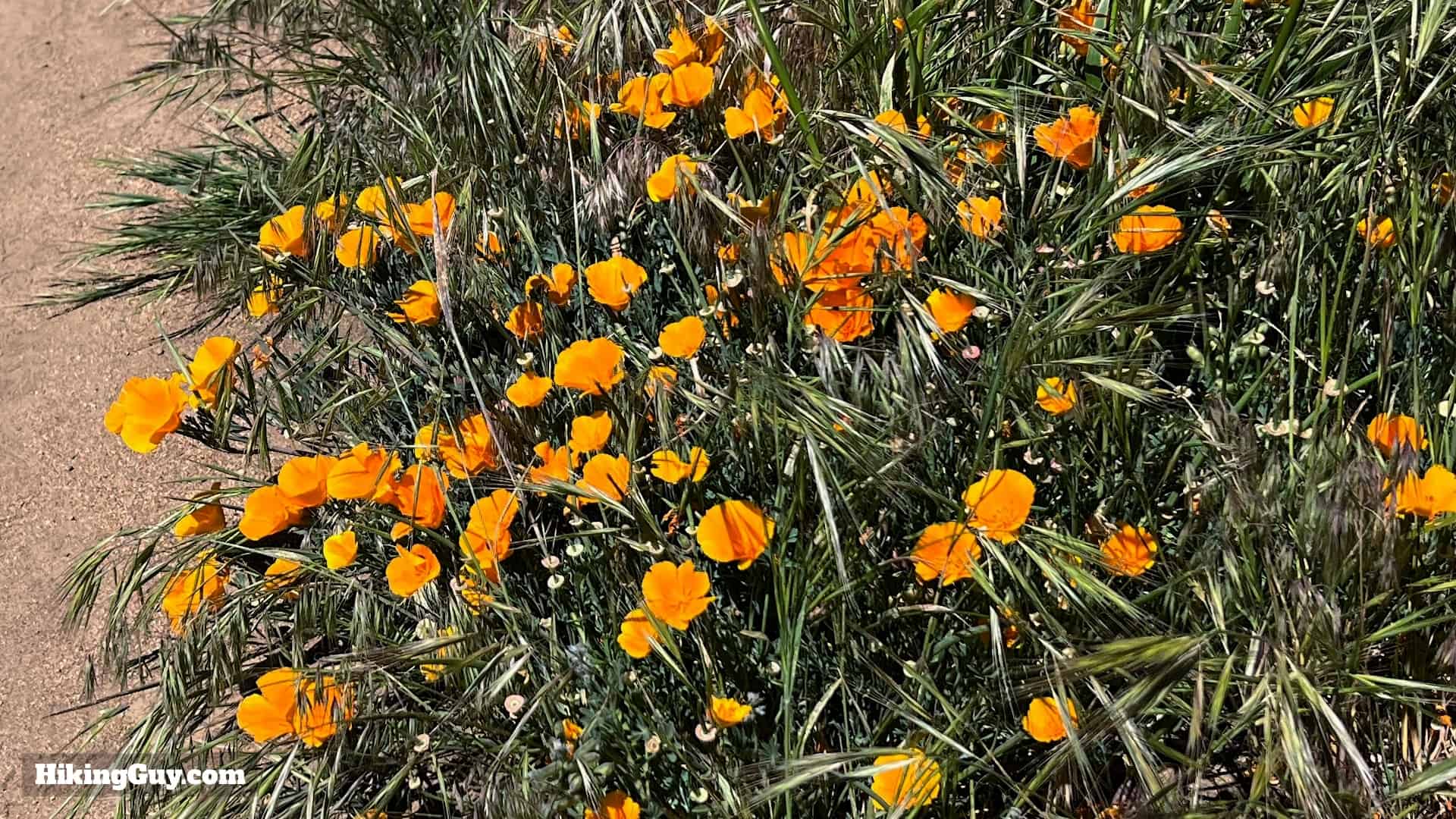 Volcan Mountain Trail Directions 2