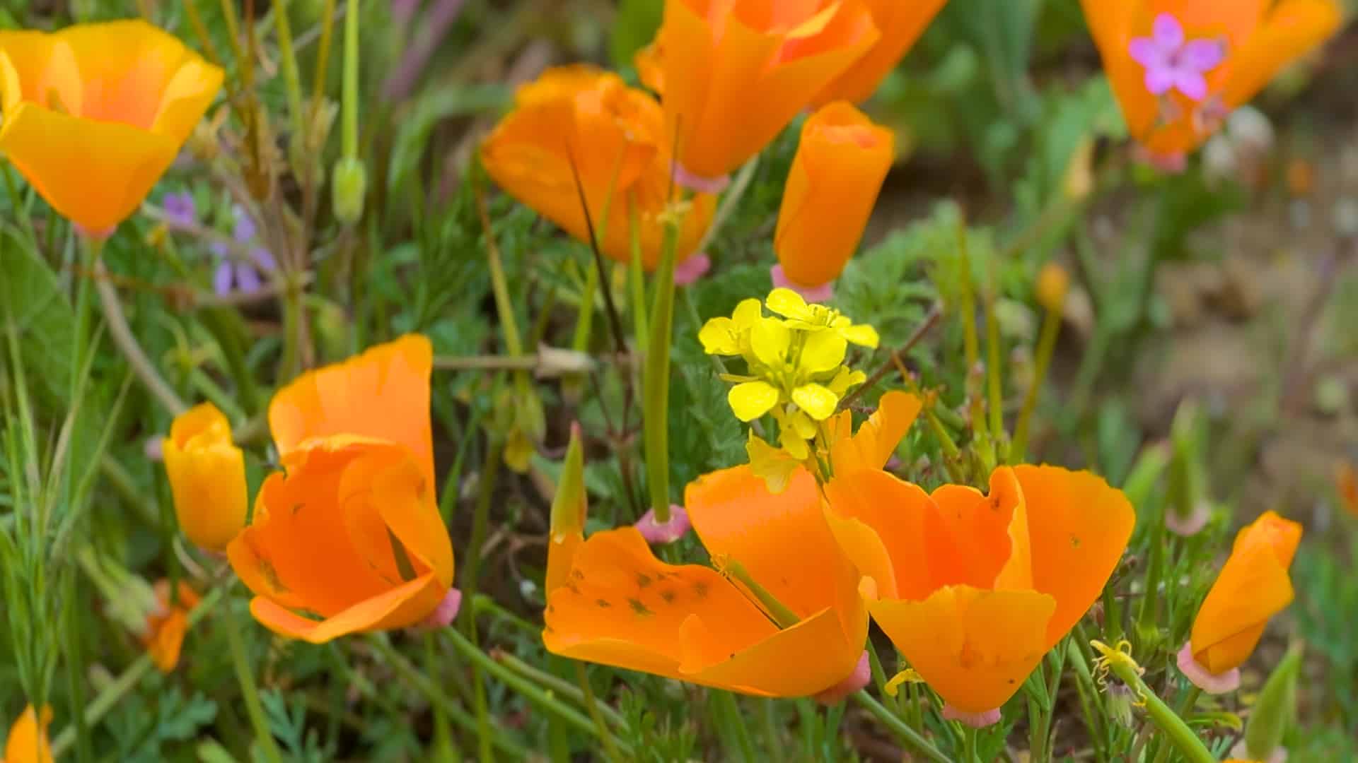 Hike Weir Canyon Trail