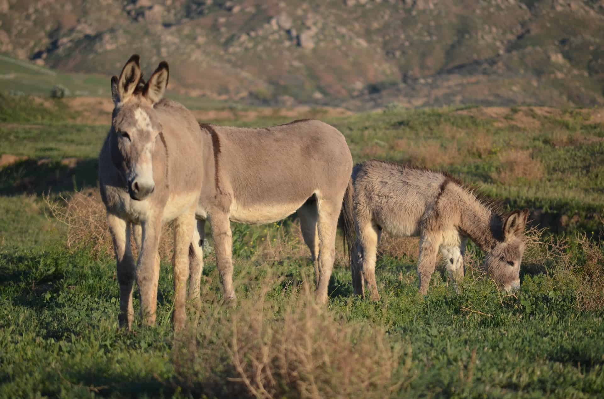 Wild Burro Herd G56117bc58 1920